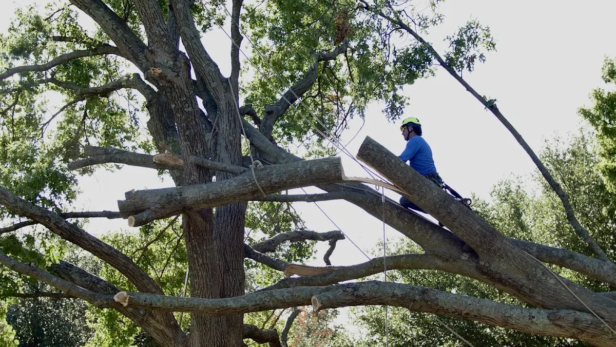 Professional Crown Thinning performed by certified arborists in Spur