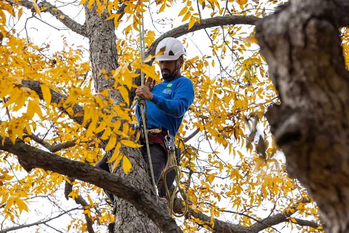 Skilled Tree Trimming crew working in Spur